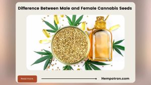 Difference Between Male and Female Cannabis Seeds Featured Image